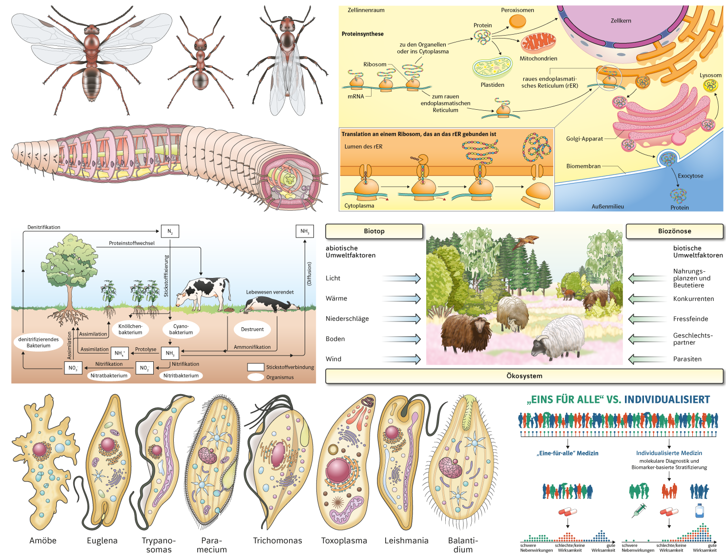 Collage of various scientific illustrations by Laura Stötefeld, including medical and biological graphics.